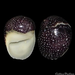 Neritidae - Nereina punctulata (Lamarck, 1816)