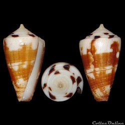 Strategoconus (Vituliconus) striatellus (Link, 1807)