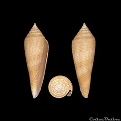 Fusiconus (Fusiconus) vimineus (Reeve, 1849)