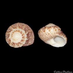 Modulidae - Modulus modulus (Linné, 1758)
