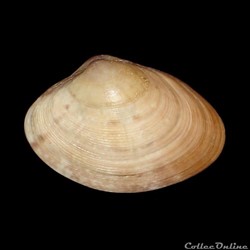 Veneridae - Polititapes aureus (Gmelin, 1791)
