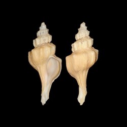 Muricidae - Pagodula fraseri (Knudsen, 1956)