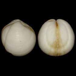 Lucinidae - Lucina adansoni (d'Orbigny, 1840)