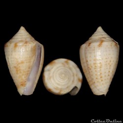 Ximeniconus (Perplexiconus) puncticulatus puncticulatus (Hwass in Bruguière, 1792)