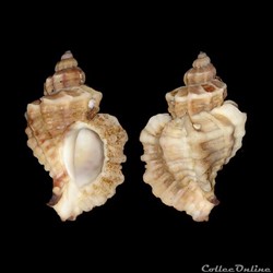 Muricidae - Ocenebra erinaceus (Linné, 1758)