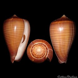 Dendroconus figulinus (Linné, 1758)
