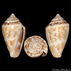 Lautoconus (Lautoconus) ventricosus (Gmelin, 1791)