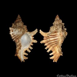 Muricidae - Chicoreus brevifrons (Lamarck, 1822)