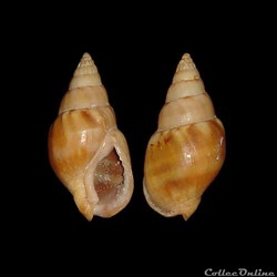 Nassariidae - Tritia corniculum (Olivi, 1792)