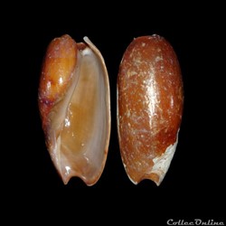 Volutidae - Cymbium cucumis (Röding, 1798)