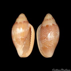 Marginellidae - Marginella aurantia (Lamarck, 1822)