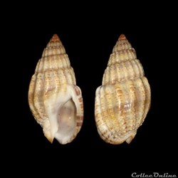 Nassariidae - Tritia louisi (Pallary, 1912)