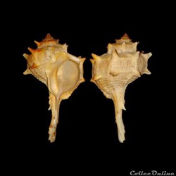Muricidae - Bolinus brandaris (Linné, 1758)