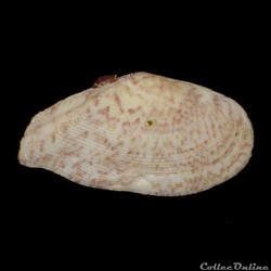 Tellinidae - Tellinella listeri (Röding, 1798)