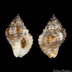 Pisaniidae - Gemophos auritulus (Link, 1807)