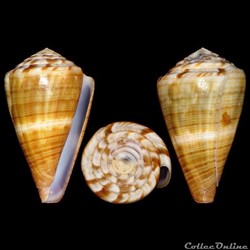 Rhizoconus namocanus (Hwass in Bruguière, 1792)