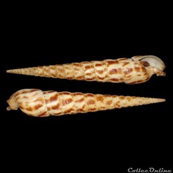 Terebridae - Terebra taurina (Lightfoot, 1786)