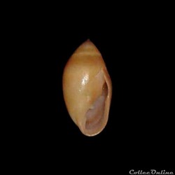 Ellobiidae - Tralia ovula (Bruguière, 1789)
