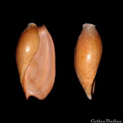 Volutidae - Cymbium glans (Gmelin, 1791)