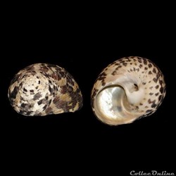 Tegulidae - Cittarium pica (Linné, 1758)