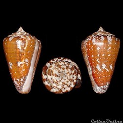 Conidae - Tenorioconus cedonulli (Linné, 1767)