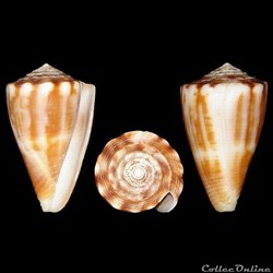 Monteiroconus gladiator (Broderip, 1833)
