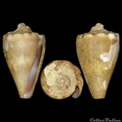 Conidae - Monteiroconus mus (Hwass in Bruguière, 1792)