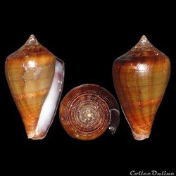 Lautoconus (Africonus) fantasmalis (Rolán, 1990)