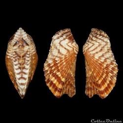Arcidae - Arca zebra (Swainson, 1833)