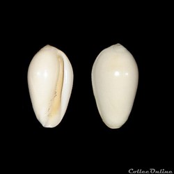 Marginellidae - Volvarina deliciosa (Bavay in Dautzenberg, 1912)