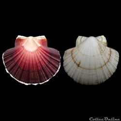 Pectinidae - Pecten keppelianus (Sowerby III, 1905)