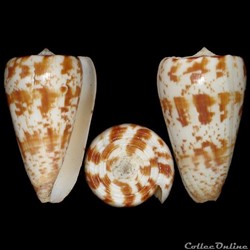 Puncticulis caracteristicus (Fischer von Waldheim, 1807)