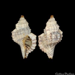 Cymatiidae - Monoplex nicobaricus (Röding, 1798)