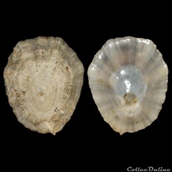 Patellidae - Patella vulgata (Linné, 1758)