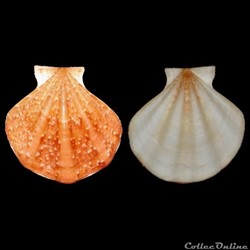Pectinidae - Pseudamussium clavatum (Poli, 1795)