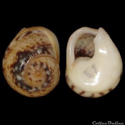 Nassariidae - Tritia neritea (Linné, 1758)