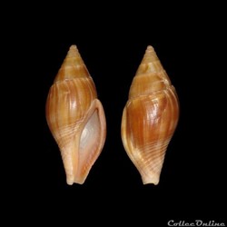 Colubrariidae - Metula cumingi (Adams, 1853)