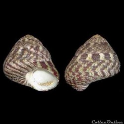 Trochidae - Steromphala pennanti (Philippi, 1846)