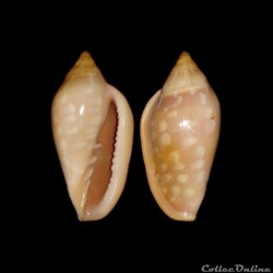 Marginellidae - Marginella sebastiani (Marche & Rosso, 1979)