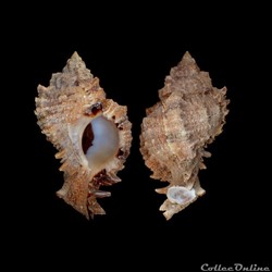 Muricidae - Phyllonotus pomum (Gmelin, 1791)