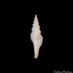 Turridae - Polystira albida (Perry, 1811)