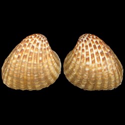 Carditidae - Cardites antiquatus (Linné, 1758)