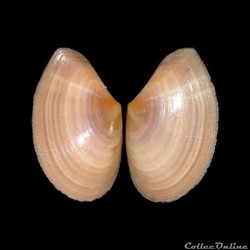 Tellinidae - Bosemprella incarnata (Linné, 1758)