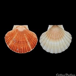 Pectinidae - Pecten maximus (Linné, 1758)