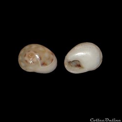 Nassariidae - Tritia pellucida (Risso, 1826)