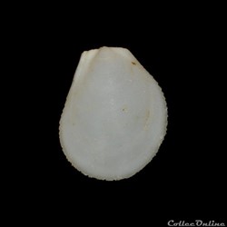 Limidae - Ctenoides scaber (Born, 1778)