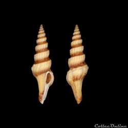 Turridae - Fusiturris similis (Bivona, 1838)