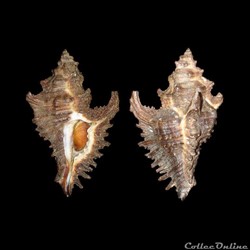 Muricidae - Chicocenebra gubbi (Reeve, 1849)
