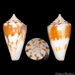 Lividoconus garywilsoni (Lorenz & Morrison, 2004)