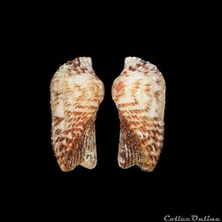 Arcidae - Arca noae (Linné, 1758)